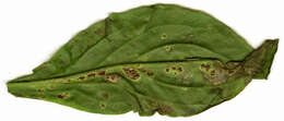 Image of Puccinia arenariae (Schumach.) J. Schröt. 1880