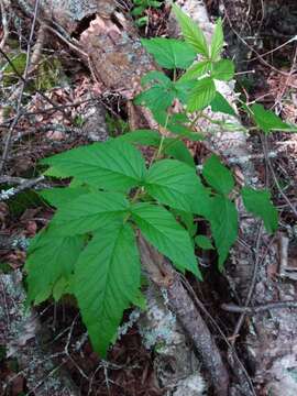 Image of grayleaf red raspberry