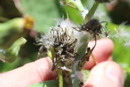 Imagem de Sonchus kirkii B. G. Hamlin