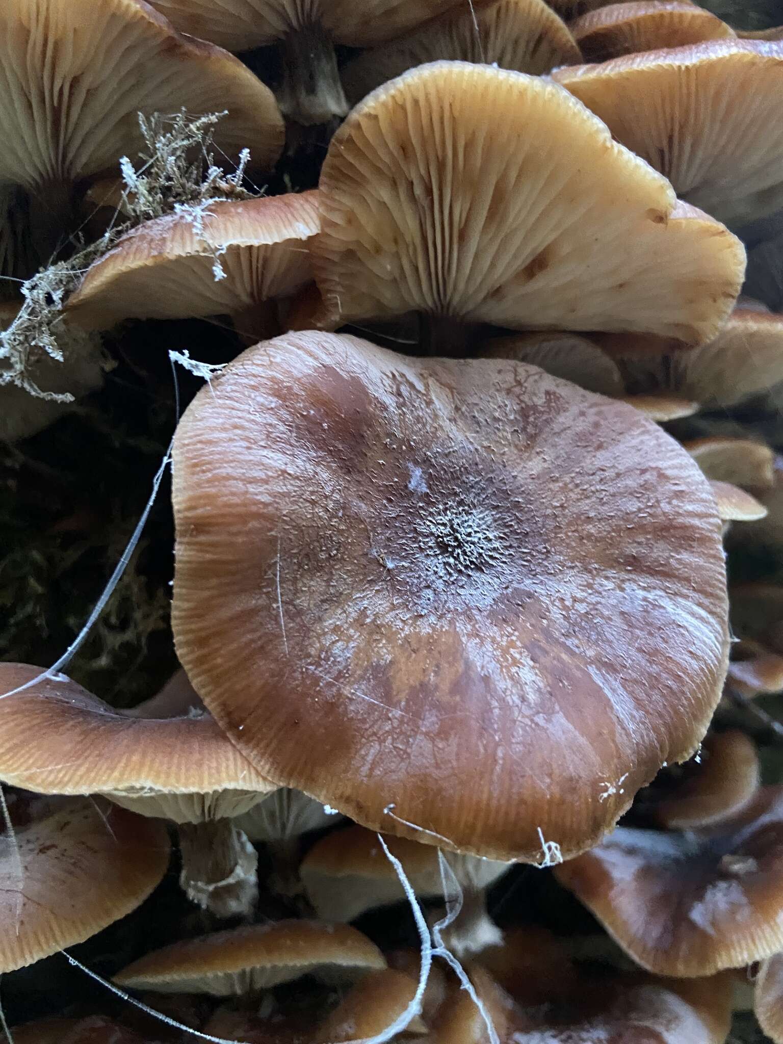 Image of Armillaria nabsnona T. J. Volk & Burds. 1996