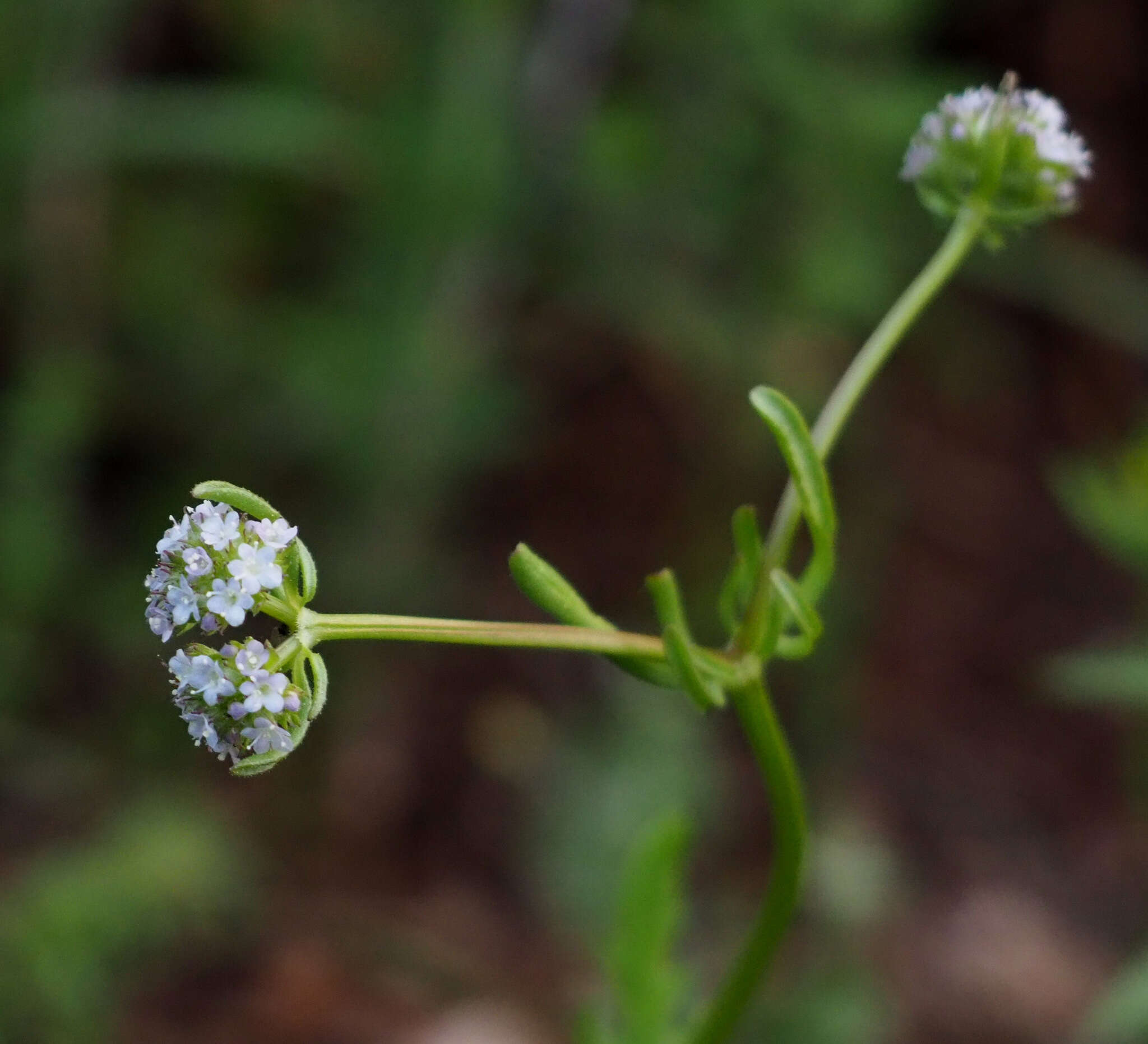 Imagem de Valerianella coronata (L.) DC.