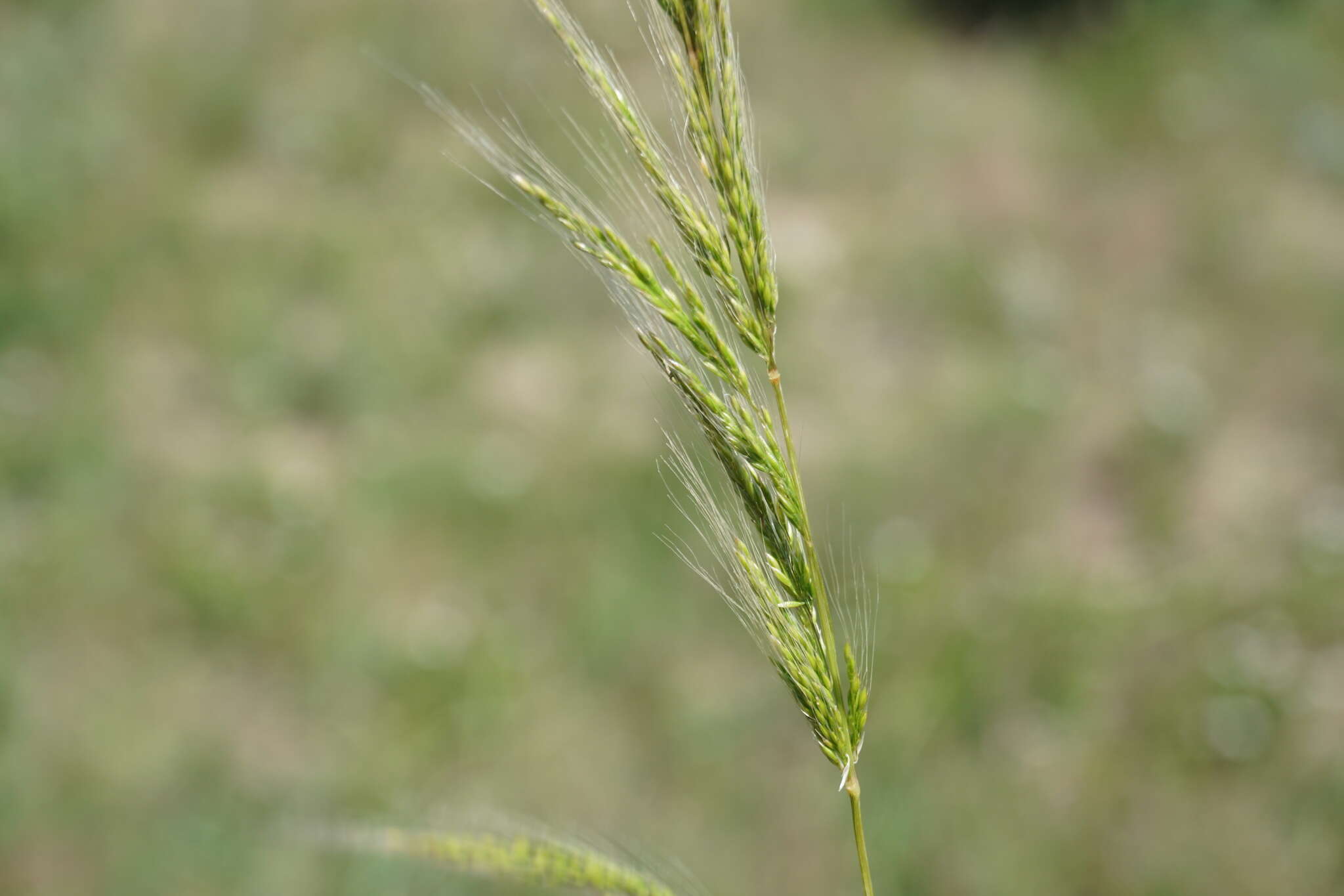 Image of dense silkybent