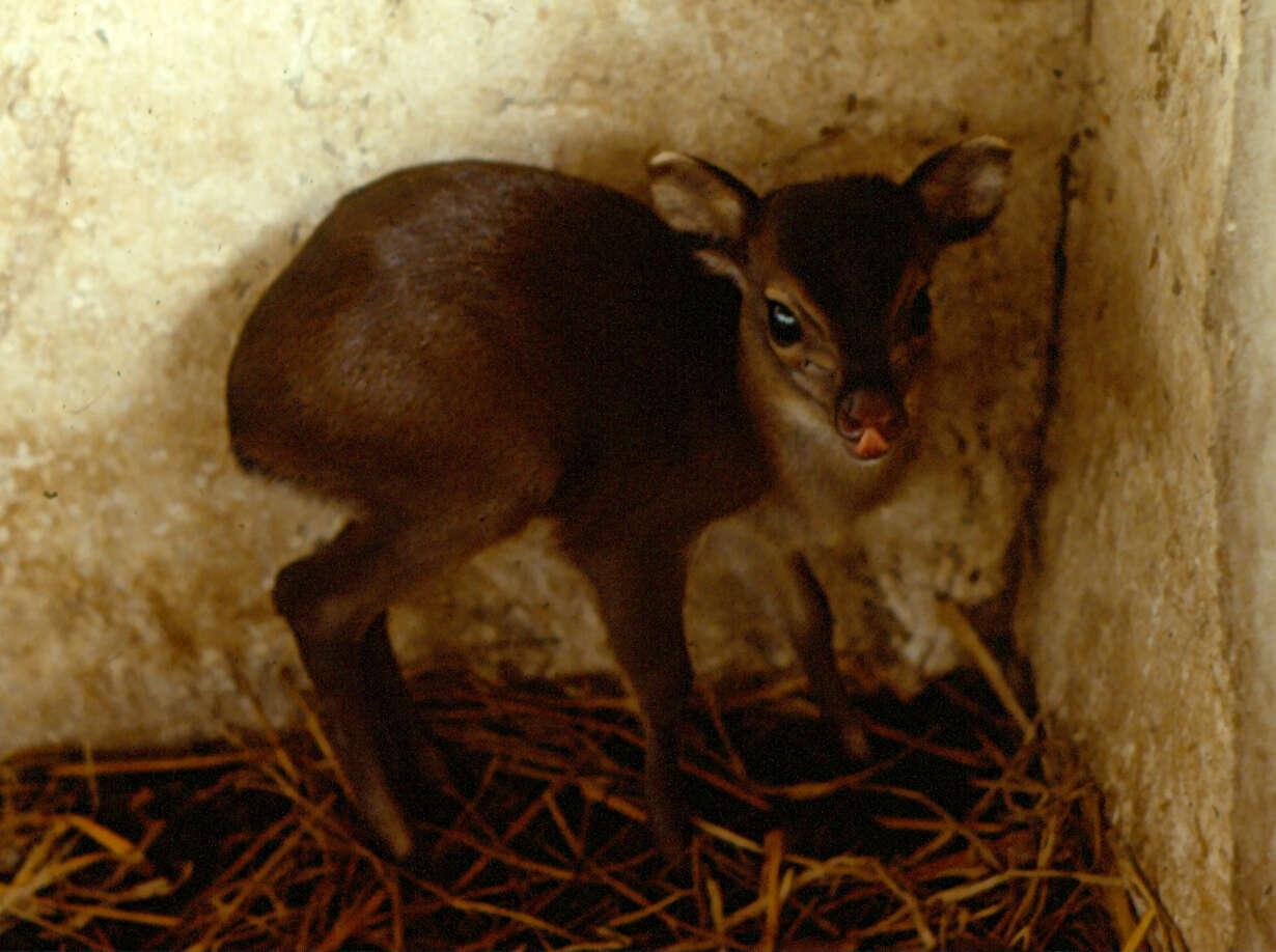 Image of Maxwell's Duiker