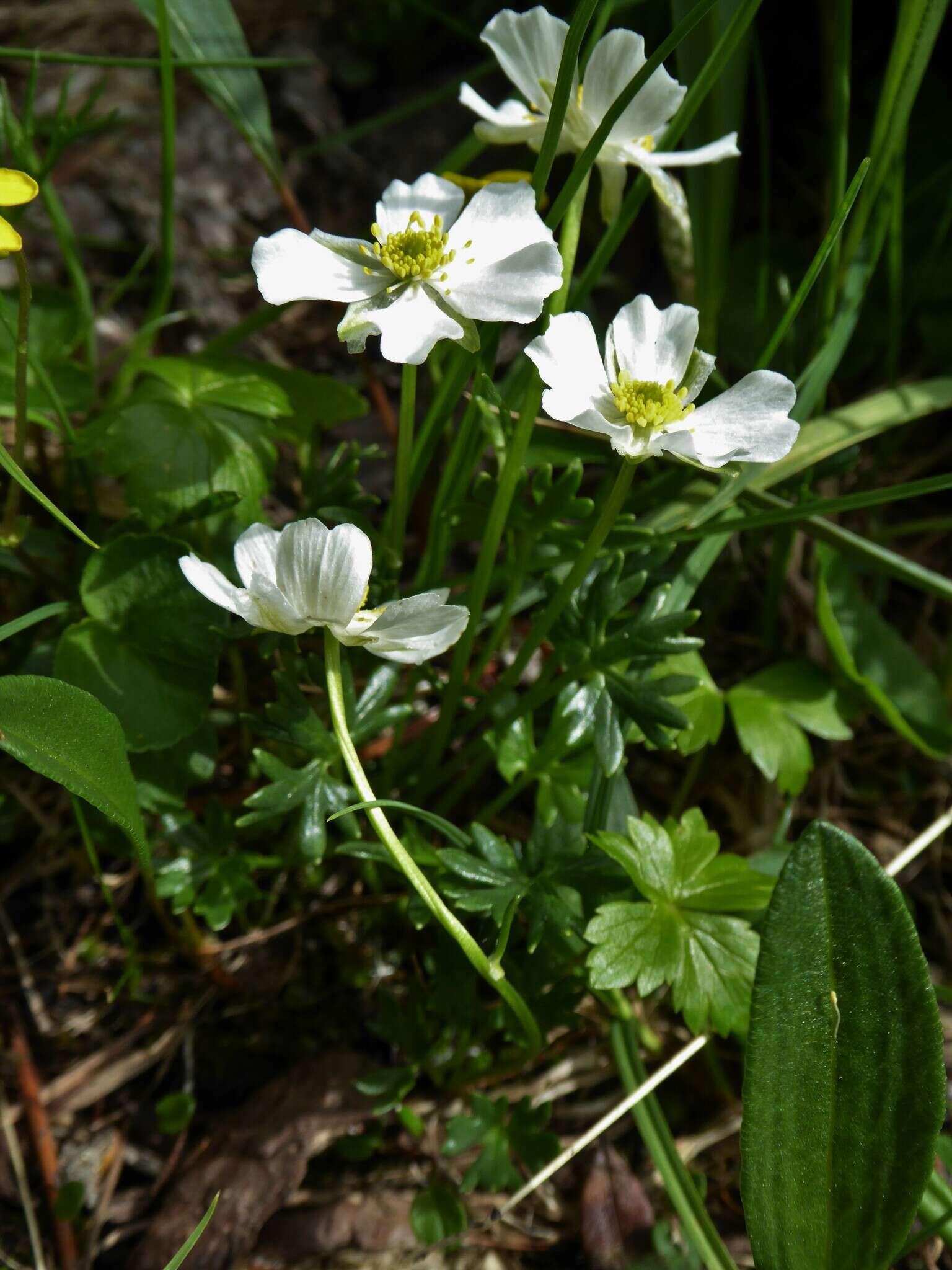 Image of Ranunculus traunfellneri Hoppe