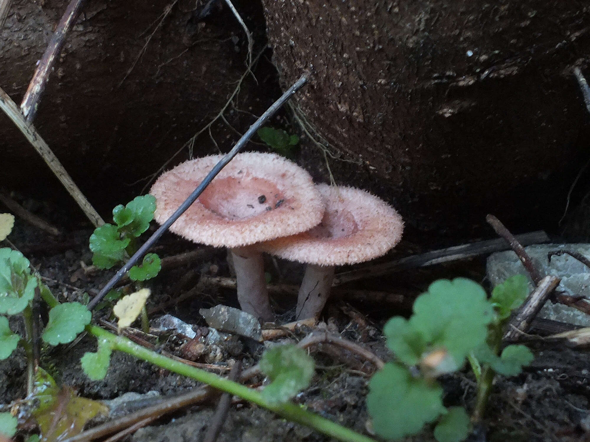 Image of Lactarius spinosulus Quél. & Le Bret. 1880