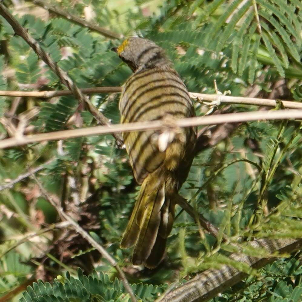 Image of Stripe-throated Bulbul