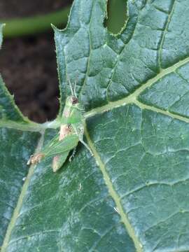 Melanoplus lakinus (Scudder & S. H. 1878)的圖片