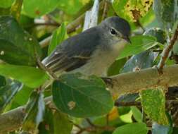 Image of <i>Fraseria caerulescens vulturna</i>