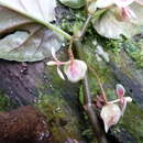 Image of Begonia macrocarpa Warb.