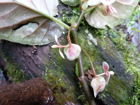 Image of Begonia macrocarpa Warb.