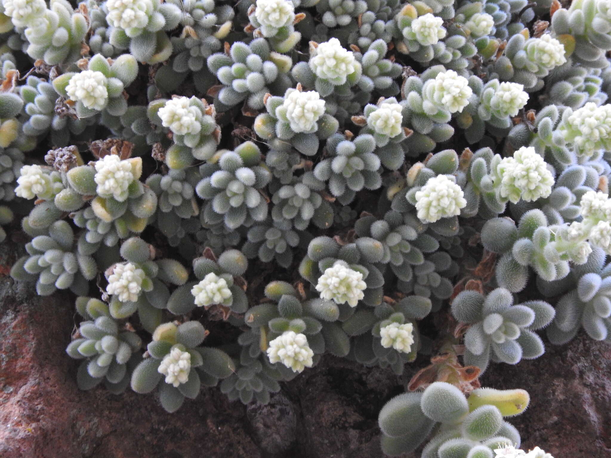 Imagem de Sedum mocinianum E. Perez-Calix