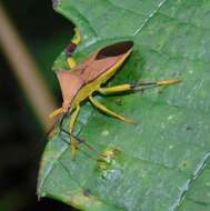 Image of Melucha acutispina Breddin 1903