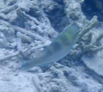 Image of Blue-bridle Parrotfish