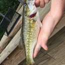 Image of Alabama bass