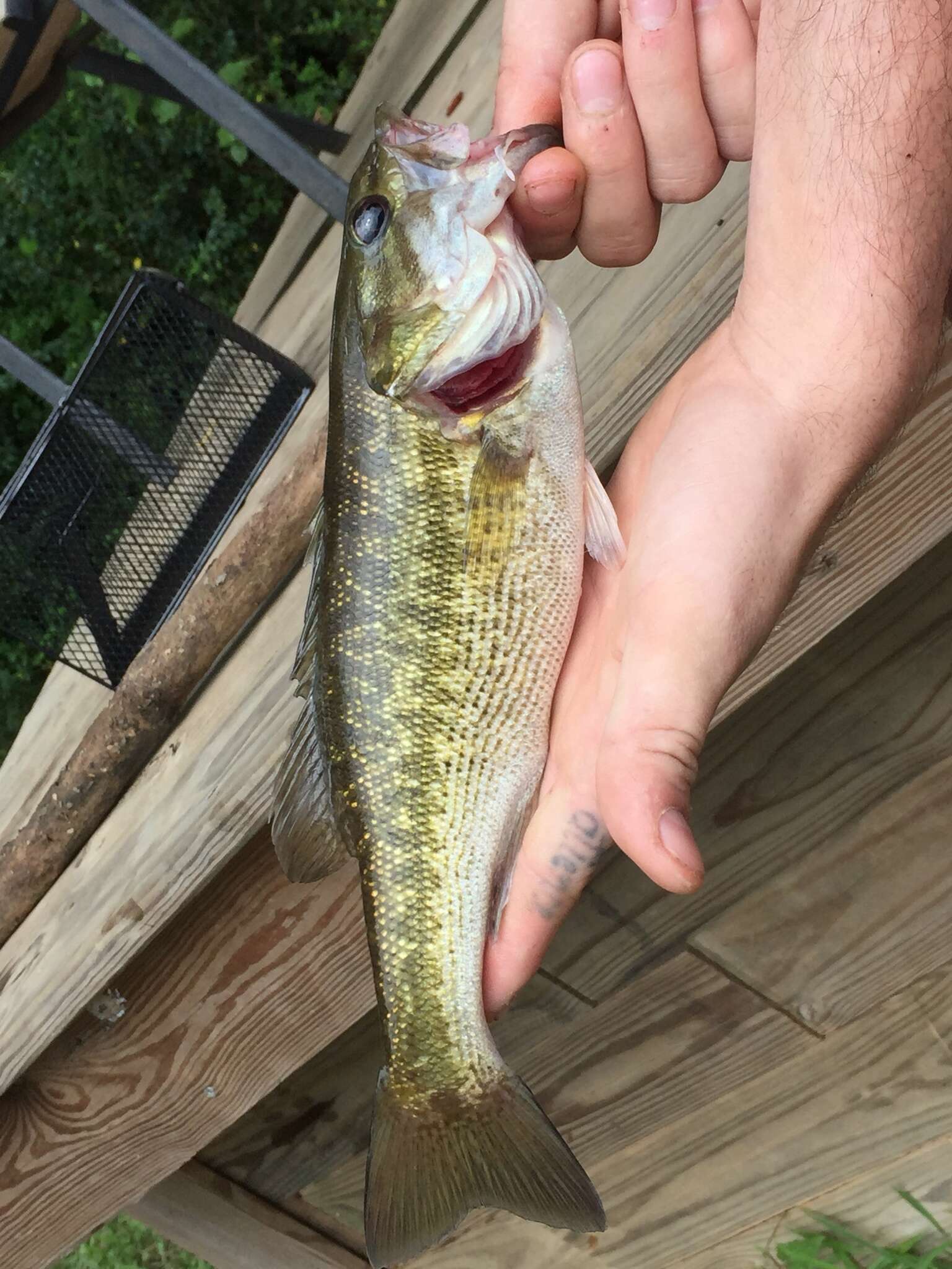 Image of Alabama bass