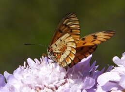 Image of <i>Acraea <i>rahira</i></i> rahira