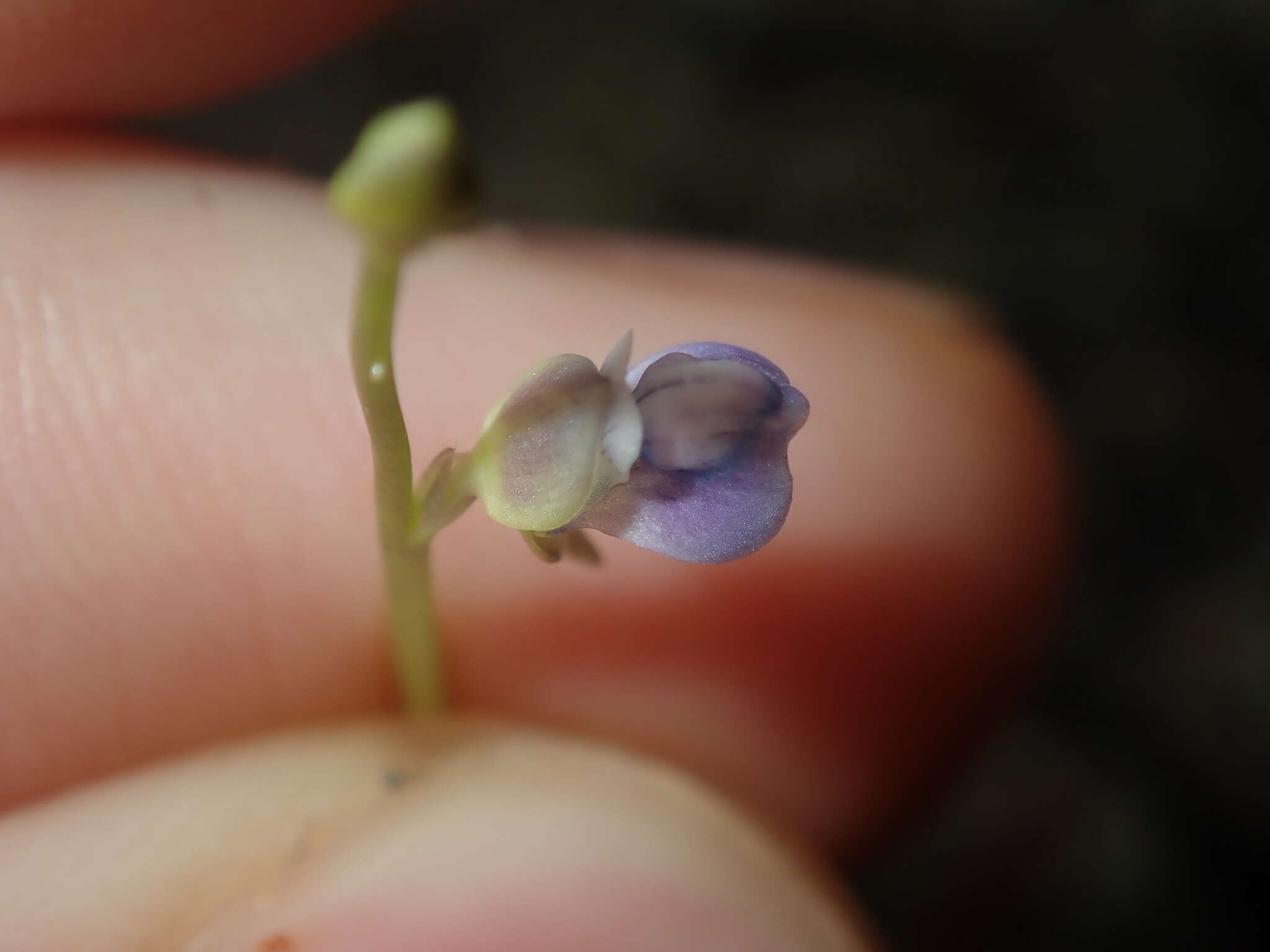 Image of bladderwort