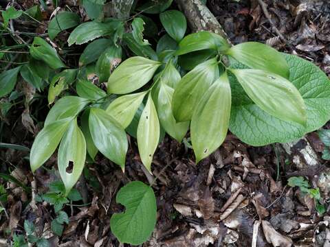 صورة Ruscus colchicus Yeo