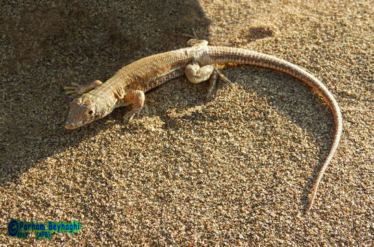 Plancia ëd Acanthodactylus blanfordii Boulenger 1918