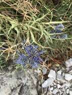 Image of amethyst eryngo