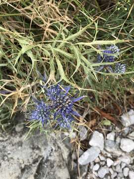 Eryngium amethystinum L. resmi