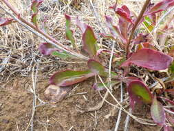 <i>Ptilotus angustifolius</i>的圖片