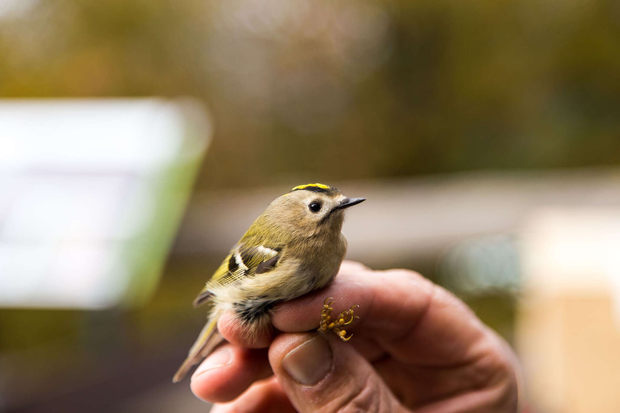 Image of Regulus regulus regulus (Linnaeus 1758)