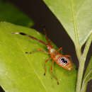 Image de Amblypelta lutescens (Distant 1911)