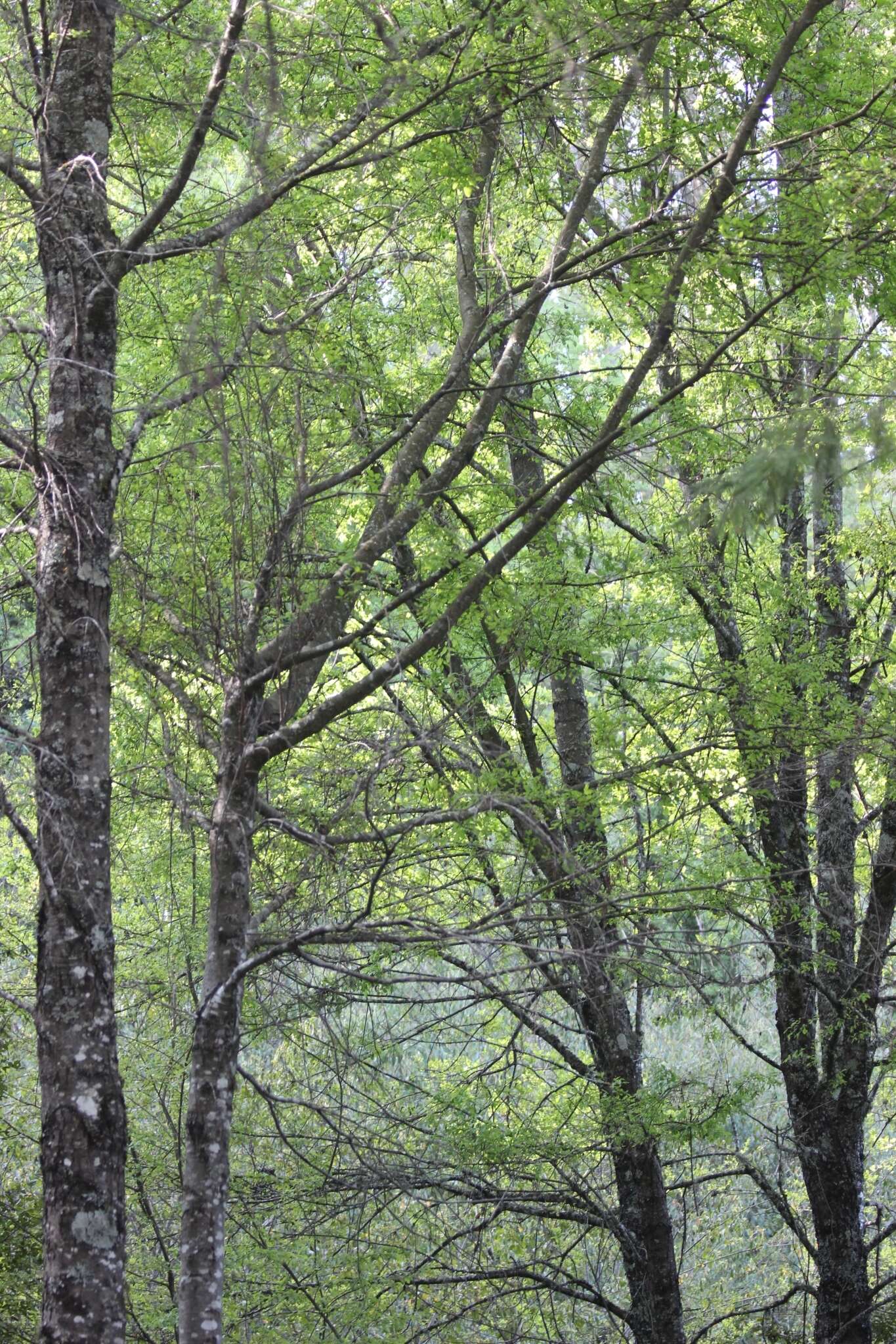 Image of roble beech