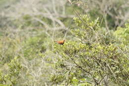 Image of Black-bellied Cuckoo