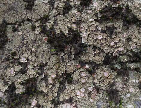 Image of cracked lichen