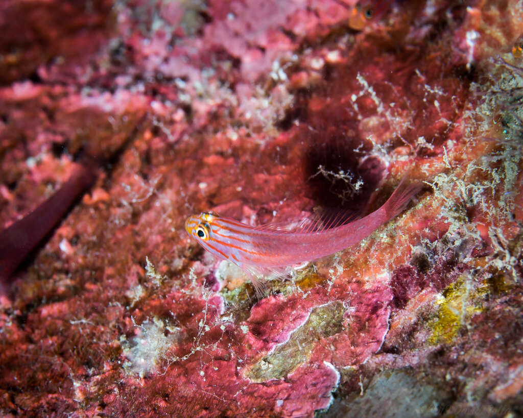 Image of Stripehead dwarfgoby