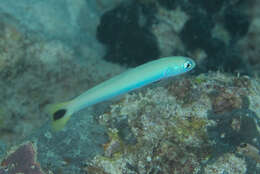 Image of Blacktail goby