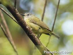 Image of Streak-headed White-eye