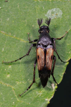 Image of Macrosiagon pectinata (Fabricius 1775)