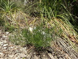 Plancia ëd Amsonia ciliata Walt.