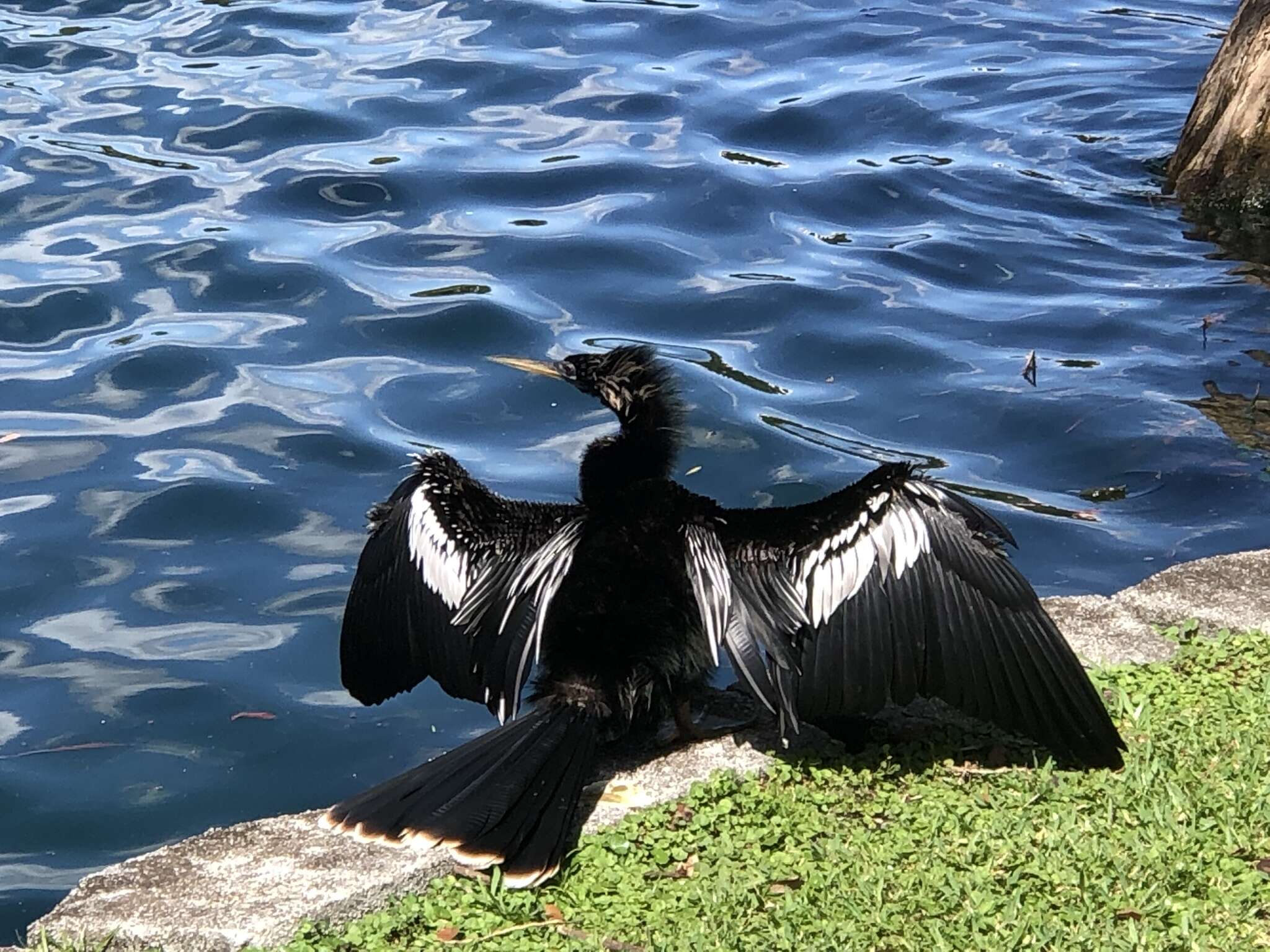 Image of Anhinga anhinga leucogaster (Vieillot 1816)