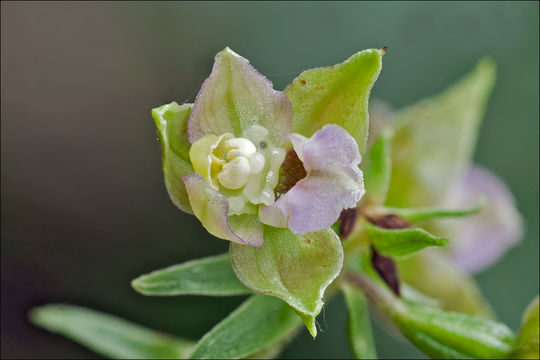 Image of <i>Epipactis helleborine</i> ssp. <i>orbicularis</i> (K. Richt.) E. Klein