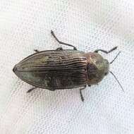 Imagem de Buprestis rustica Linnaeus 1758