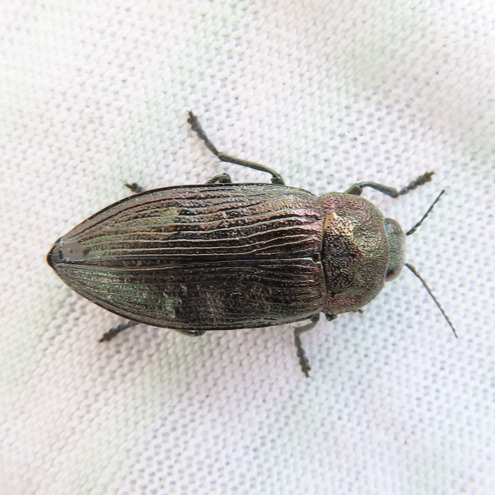 Imagem de Buprestis rustica Linnaeus 1758