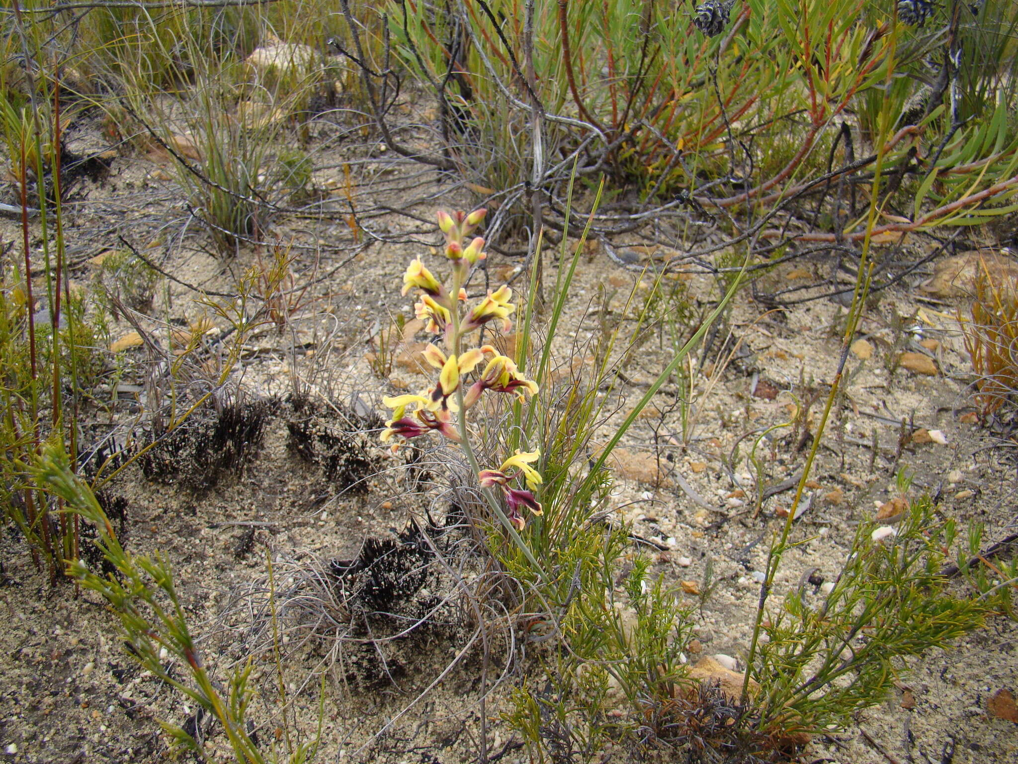 Image of Tritoniopsis parviflora (Jacq.) G. J. Lewis