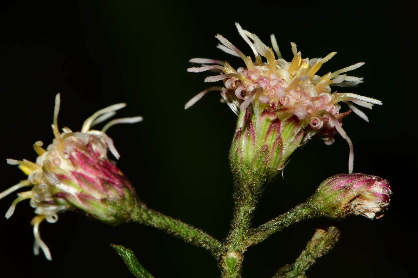 صورة Baccharis multiflora Kunth