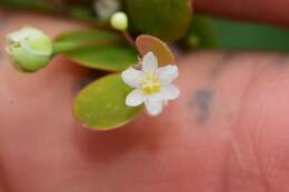 Phyllanthus nummularioides Müll. Arg.的圖片