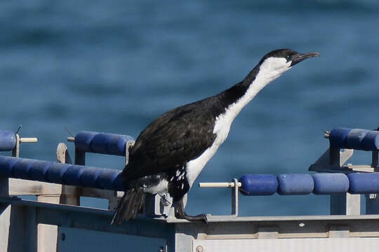 Image of Black-faced Cormorant