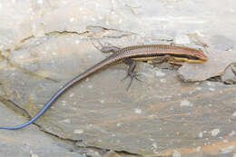 Image of Vietnam Skink