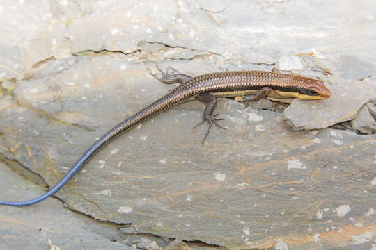 Plestiodon tamdaoensis (Bourret 1937) resmi