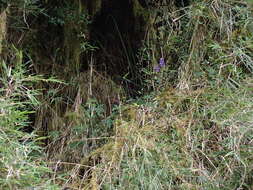 Image of Aconitum formosanum Tamura