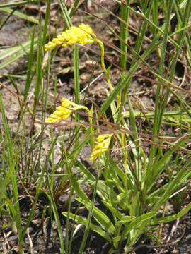 Image of Schizochilus cecilii subsp. culveri (Schltr.) H. P. Linder