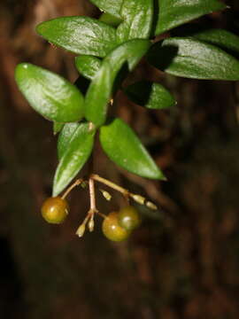 Image of Notopleura maxonii (Standl.) C. M. Taylor