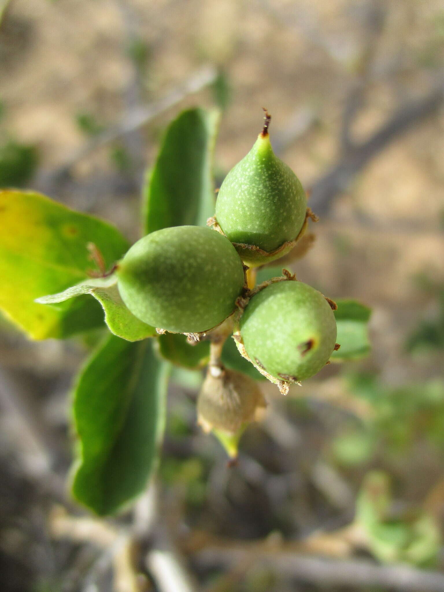 Image of Grey-leaved cordia